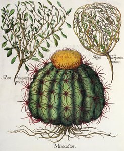 1.Melokactus; 2.Rosa Hiericontea 3.Rosa Hiericontea, Basil Besler