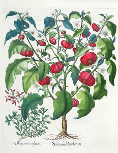 1. Solanum meyvesi 2. Amaracus vulgaris, Basil Besler