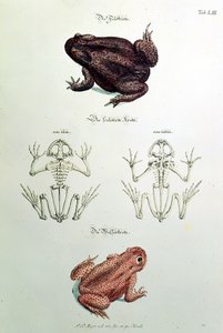 460 fol.1 Kurbağalar, LIII levhası, Johann Daniel Meyer, Nürnberg tarafından 