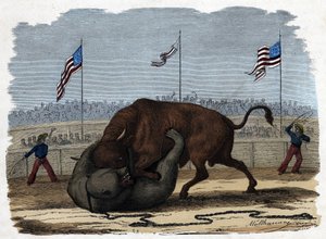 Bir arenada bir boğa ve bir ayı arasında şiddetli bir dövüş. “” Wenn Jemand eine Reise thut, so kann er was erzahlen””de (Birisi seyahat ettiğinde, söyleyebileceği şey budur), Franz Wiedemann