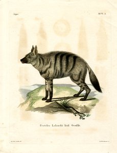 Aardwolf (renkli gravür) by German School