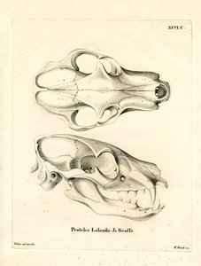 Aardwolf Skul (renkli gravür) by German School