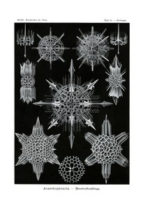 Acanthophracta, 1899-1904 by German School
