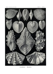 Asefala, 1899-1904 by German School