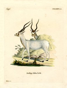 Addax Antilopu (renkli gravür) by German School