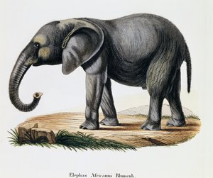 Afrika Fili (Elephas africanus), Memelilerden Doğadan açıklamalarla, Johann Christian Daniel von Schreber (1739-1810), A Fleischmann, Almanya tarafından çizildikten sonra IC Bock tarafından gravür by German School