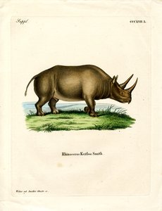 Afrika Gergedanı (renkli gravür) by German School