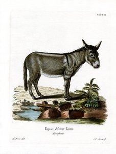 Afrika Vahşi Eşek (renkli gravür) by German School