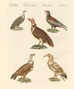 Afrika ve Asya akbabaları by German School