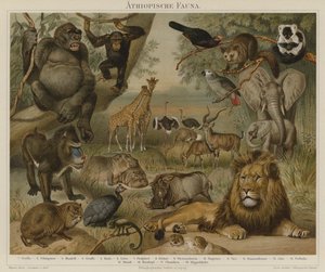 Afrika faunası by German School