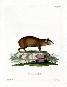 Agouti (renkli gravür) by German School