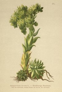Allionii Houseleek (Sempervivum hirtum, Jovibarba hirta) by German School