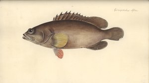 Alphestes afer, 1793