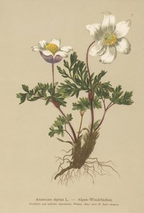 Alp Anemon (Anemon alpina, Pulsatilla alpina) by German School