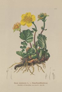 Alp Avens (Geum montanum) by German School