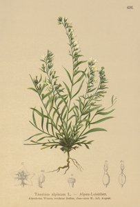 Alp Piç Toadflax (Thesium alpinum) by German School