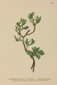 Alp Bearberry (Arctostaphylos alpina, Arctostaphylos alpinus) by German School