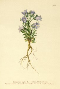 Alp Çan çiçeği (Campanula alpina) by German School
