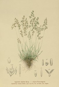 Alp Bentgrass (Agrostis alpina, Aira flavescens) by German School