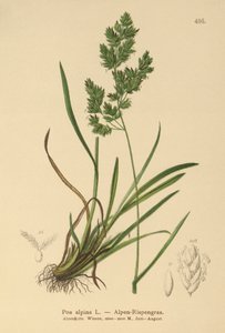 Alp Bluegrass (Poa alpina) by German School