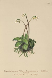 Alp Tereyağı (Pinguicula flavescens, Pinguicula alpina) by German School