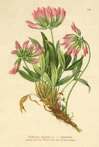 Alp Yoncası (Trifolium alpinum) by German School