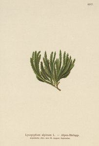 Alpin Clubmoss (Lycopodium alpinum, Diphasiastrum alpinum) by German School