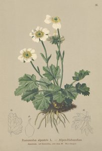 Alp Crowfoot (Ranunculus alpestris) by German School