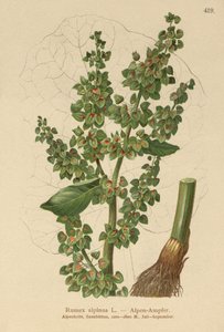 Alp İskelesi (Rumex alpinus) by German School