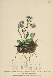 Alp Unutma beni (Myosotis alpestris, Myosotis silvatica) by German School