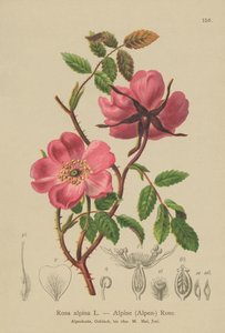 Alp Çit Gülü (Rosa alpina, Rosa pendulina) by German School