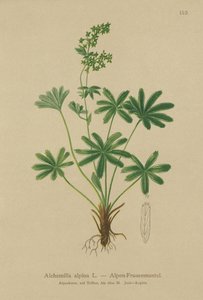 Alp Ladys-Manto (Alchemilla alpina) by German School
