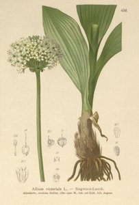 Alp Pırasa (Allium victorialis, Allium victoriale, Soğan zaferalis, Geboscon triphylum, Allium plantagineum, Allium anguinum) by German School