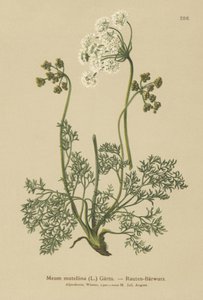 Alp Lovage (Mutellina