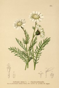 Alp Mayweed (Anthemis alpina, Achillea oxyloba subsp. schuri) by German School