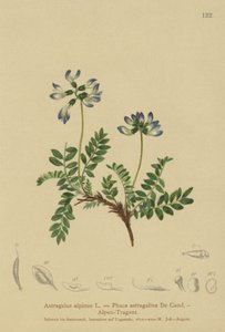 Alp Milkvetch (Astragalus alpinus, Phaca astragalina) by German School
