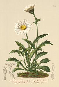 Alp Ay Papatyası (Leucanthemum alpinum, Leucanthemopsis alpina, Chrysanthemum alpinum, Tanacetum alpinum) by German School