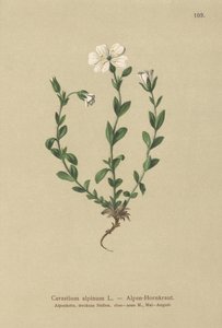 Alp Fare kulağı (Cerastium alpinum) by German School