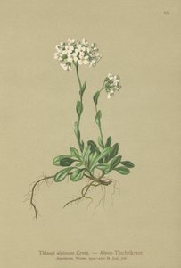 Alp Pennycress (Thlaspi alpinum, Noccaea alpestris subsp. alpestris, Thlaspi minimum, Noccaea crantzii, Thlaspi kerneri, Thlaspi alpinum var. kerneri, Thlaspi alpestre) by German School