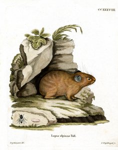 Alp Pika (renkli gravür) by German School