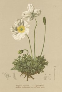 Alp Poppy (Papaver alpinum, subsp. alpinum) by German School