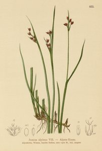 Alp Rush (Juncus alpinus, Juncus alpinoarticulatus) by German School