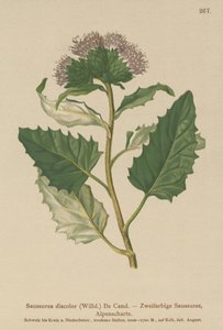 Alp Testere (Saussurea renk değişikliği) by German School
