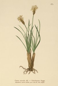 Alp Sazı (Carex curvula) by German School