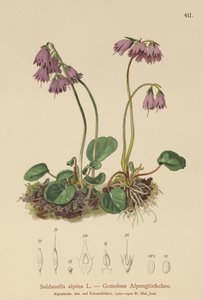Alp Kar Çanı (Soldanella alpina) by German School