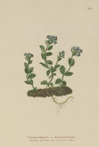 Alp Speedwell (Veronica alpina) by German School