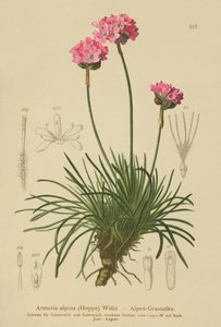 Alp Thrift (Armeria alpina) by German School