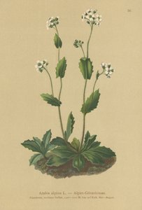 Alp teresi (Arabis alpina) by German School