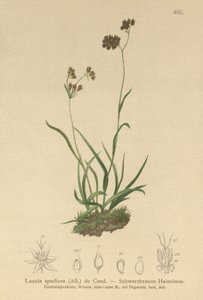 Alp Wood-rush (Luzula alpinopilosa, Luzula spadicea) by German School