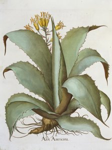 American Aloe: Aloe Americana, Basil Besler